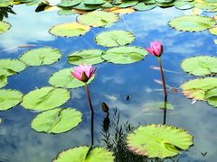 -国家植物园南园