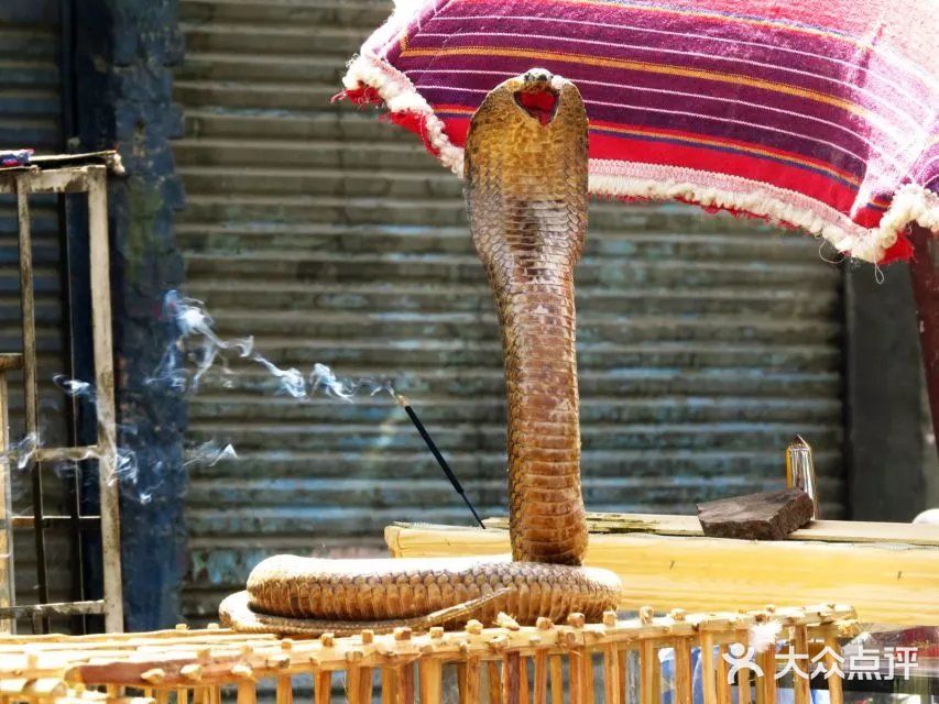 鸽子市场,啥子稀奇古怪的小动物都有~