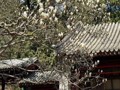 -香山公园