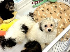 -有喵·猫咖·狗咖·30几只猫10只小狗(岗厦店)