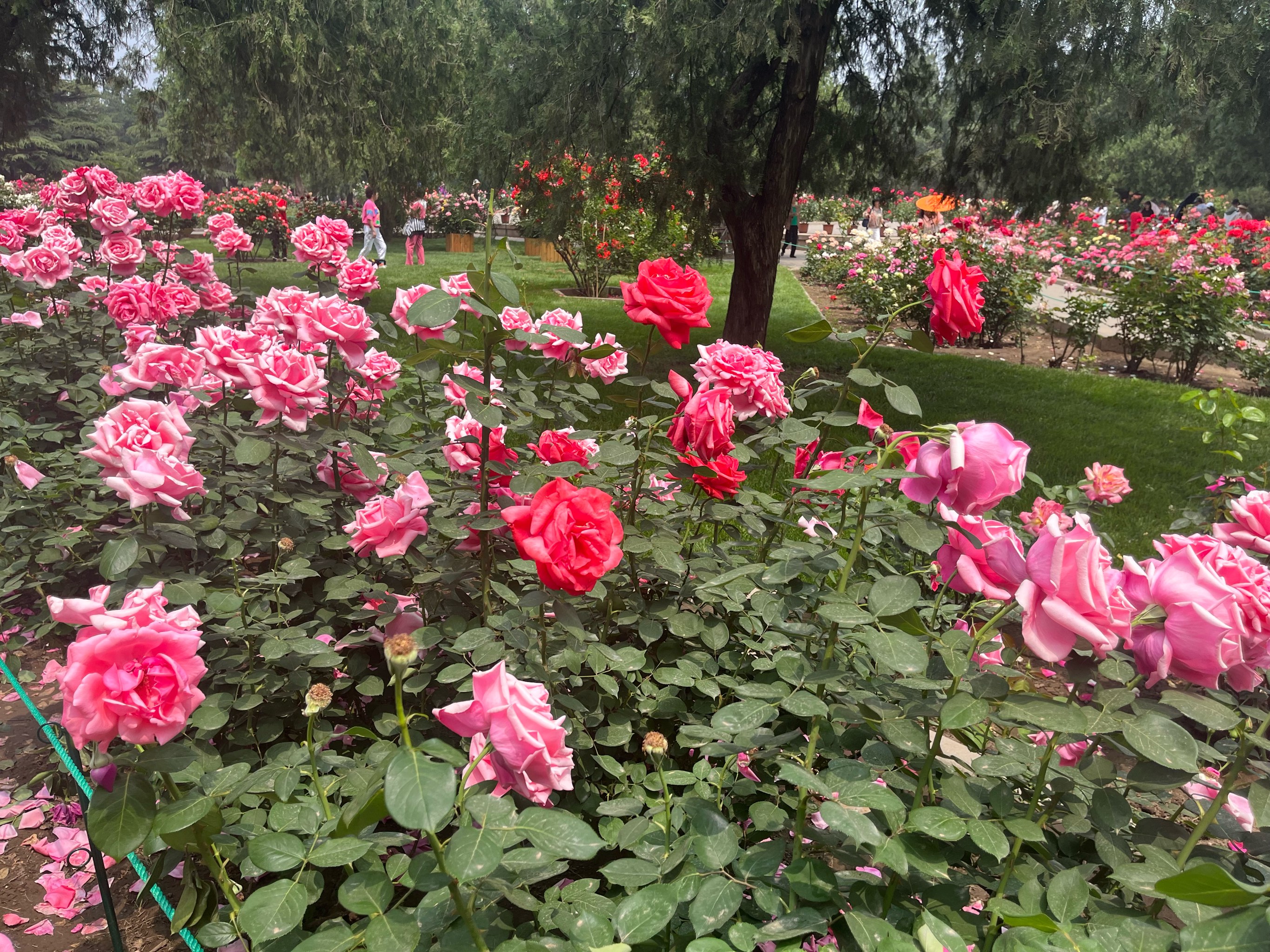 天坛公园月季花展时间图片