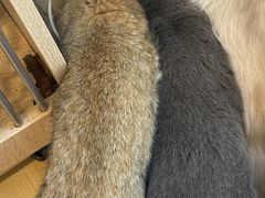 -有喵·猫咖·狗咖·30几只猫10只小狗(岗厦店)