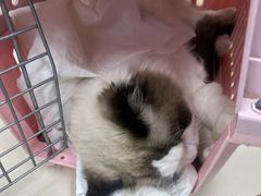 -宠颐生中康贝怡动物医院