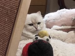 -滚猫咖啡·猫咖·猫友好撸猫(未来城店)