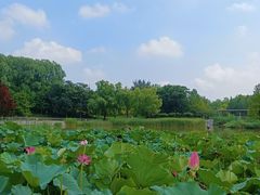 -大望京公园