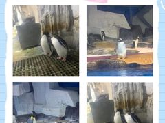 -海合安武汉极地海洋公园