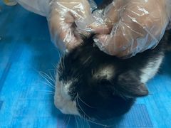 -宠福鑫动物医院(城北分院)