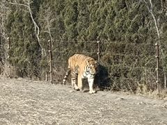 -沈阳森林动物园
