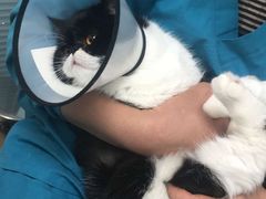 -瑞派·关忠动物医院·猫专科·犬专科(三环新城店)