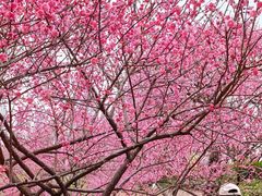 -重庆彩云湖湿地公园