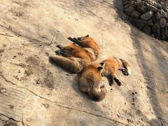 -宫城藏王狐狸村