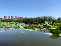 -前关湿地公园