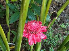 -中国科学院西双版纳热带植物园