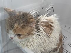 -爱洗澡的猫(望京店)