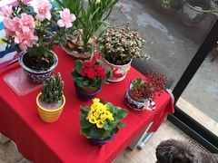 -龙大花卉苗木市场