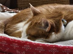 -北京赛佳动物医院