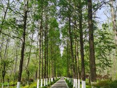 -合肥滨湖国家森林公园