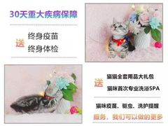 -十年猫舍·猫咪专门店(普陀店)