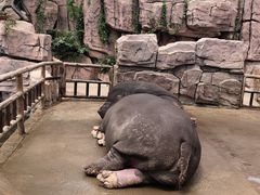 -青岛森林野生动物世界