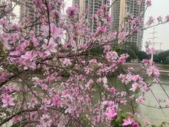 -广东花都湖国家湿地公园