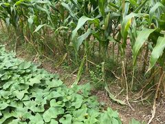 -东天目山风景区