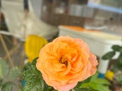 -芳姐牛杂(学子街店)
