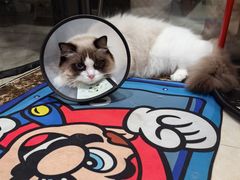 -乐琪宠物医院·犬猫专科·骨外科·急重症