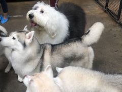 -TrueLove @ Neverland (Husky Cafe)
