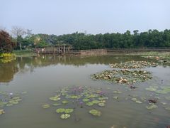 -大湾区中央湿地公园