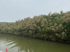 -大湾区中央湿地公园