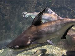 -太平洋海底世界