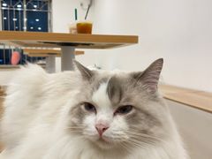 -有喵·猫咖·狗咖·30几只猫10只小狗(岗厦店)