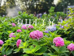 -上海共青森林公园