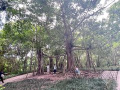 -中国科学院西双版纳热带植物园