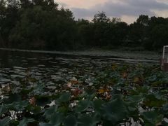 -新江湾城公园