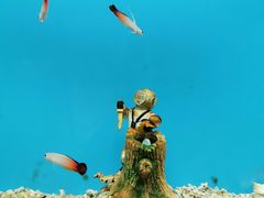 -北戴河圣蓝海洋公园