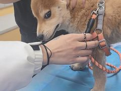 -美联众合动物医院·24h转诊中心