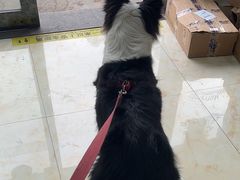 -心语宠物医院·急重症转诊中心·瑞辰华诺(南青路店)