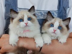 -lincat·猫舍(广州店)