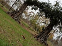 -上海海湾国家森林公园