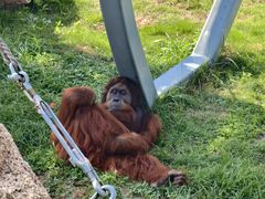 -西霞口神雕山野生动物世界