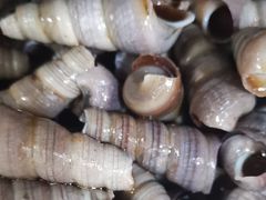 -宾朋海鲜美食餐厅·特色美食(兴海路店)