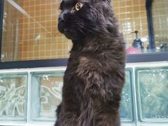 -十年猫舍·猫咪专门店(普陀店)