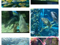 -瑞普利水族馆