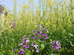-苏州上方山国家森林公园