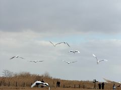 -盐城丹顶鹤湿地生态旅游区