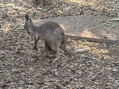 -清迈夜间动物园