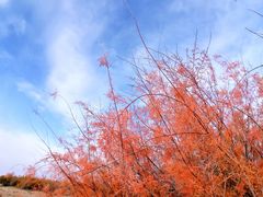 -金塔沙漠胡杨林景区