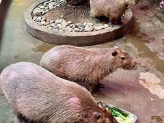 -正佳雨林生态植物园