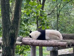 -都江堰中华大熊猫苑